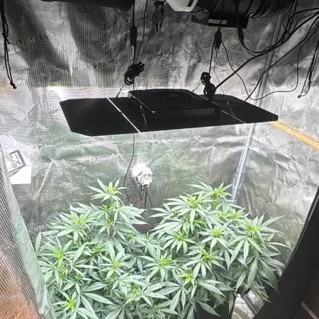Steckling Grow 2025 (Zushi/Calypso)