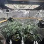 Steckling Grow 2025 (Zushi/Calypso)