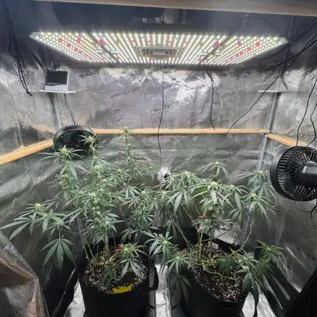 Steckling Grow 2025 (Zushi/Calypso)
