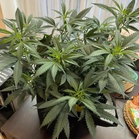 Steckling Grow 2025 (Zushi/Calypso)