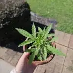 Gorilla zkittlez