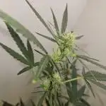 White widow/Fast Buds/Auto flower
