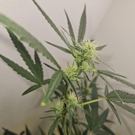 White widow/Fast Buds/Auto flower