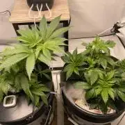 The underdog scheme #4