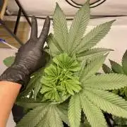 Unlock critical thinking