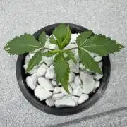 Unlock critical thinking