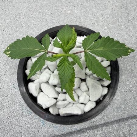 Unlock critical thinking