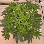 The underdog scheme #4