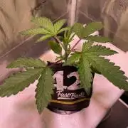 Strawberry fields forever