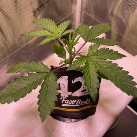 Strawberry fields forever