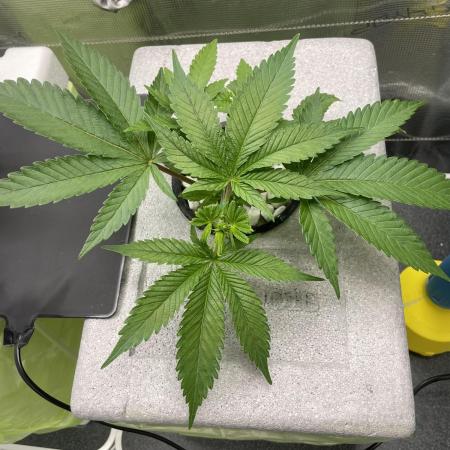 Unlock critical thinking