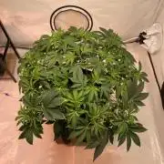 The underdog scheme #4