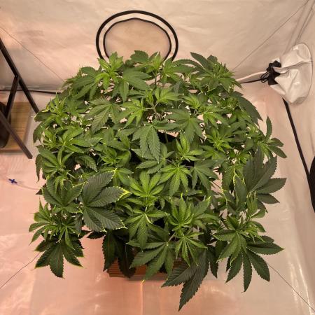 The underdog scheme #4