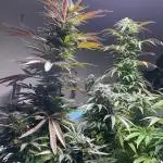 Lemon Power Haze Zamnesia schedlbob grow