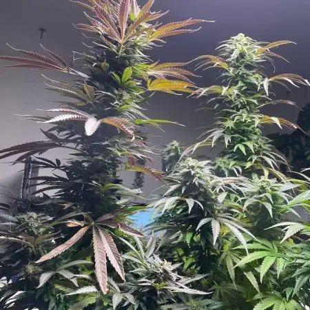Lemon Power Haze Zamnesia schedlbob grow