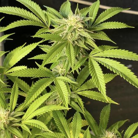 Apple Crumble / Indoor & Outdoor