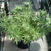 Apple Crumble / Indoor & Outdoor