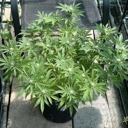 Apple Crumble / Indoor & Outdoor