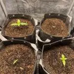 42FastBuds Auto Mix Pack