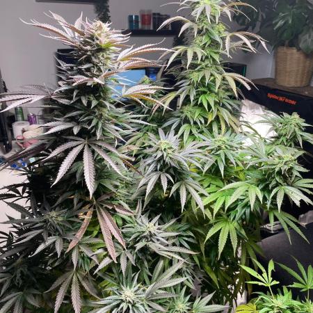 Lemon Power Haze Zamnesia schedlbob grow