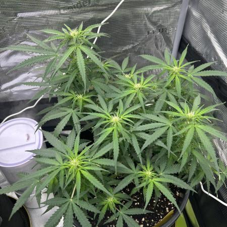 F1 Milky Way (RQS)