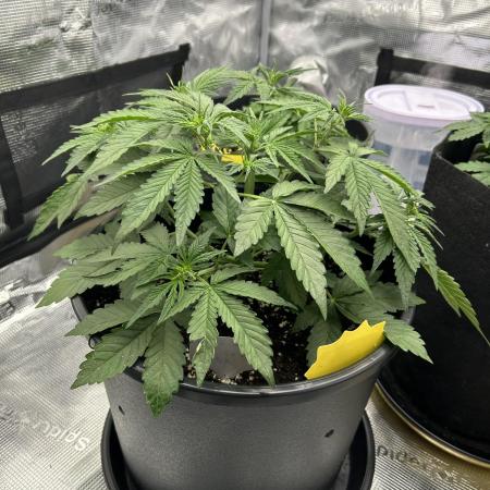 Lemon Cherry Cookies Auto (Fast Buds)