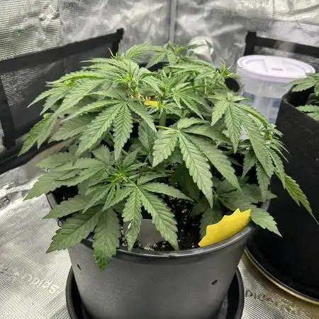 Lemon Cherry Cookies Auto (Fast Buds)