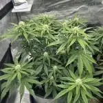 Lemon Cherry Cookies Auto (Fast Buds)