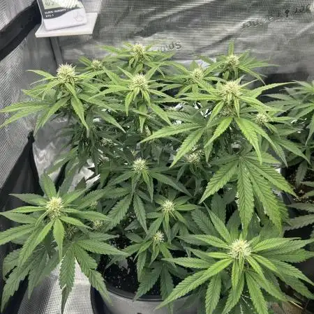 Lemon Cherry Cookies Auto (Fast Buds)