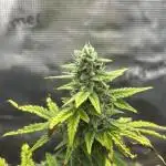 Pineapple Express Auto (Fast Buds)