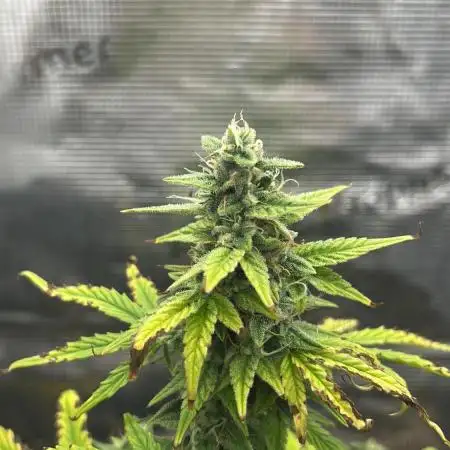 Pineapple Express Auto (Fast Buds)