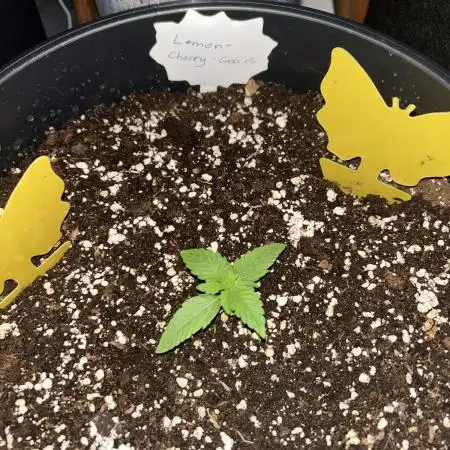 Lemon Cherry Cookies Auto (Fast Buds)