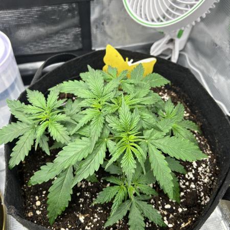 Gorilla Cookies Auto (Fast Buds)