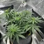 F1 Milky Way (RQS)