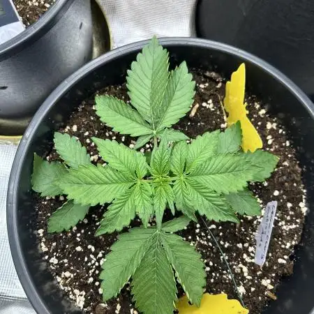 Lemon Cherry Cookies Auto (Fast Buds)