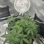 Gorilla Cookies Auto (Fast Buds)
