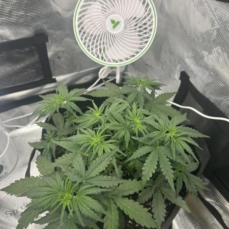 Gorilla Cookies Auto (Fast Buds)