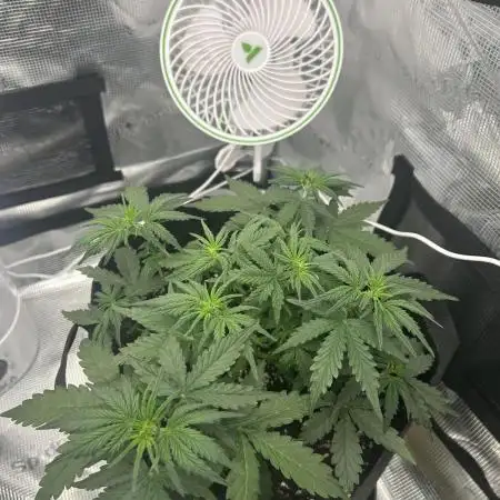 Gorilla Cookies Auto (Fast Buds)