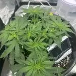 F1 Milky Way (RQS)