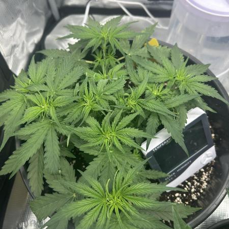F1 Milky Way (RQS)