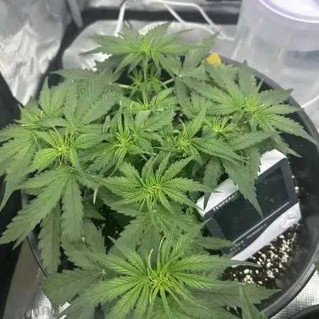F1 Milky Way (RQS)
