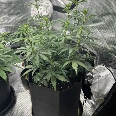 Gorilla Cookies Auto (Fast Buds)