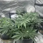 Lemon Cherry Cookies Auto (Fast Buds)