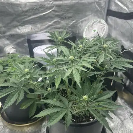 Lemon Cherry Cookies Auto (Fast Buds)