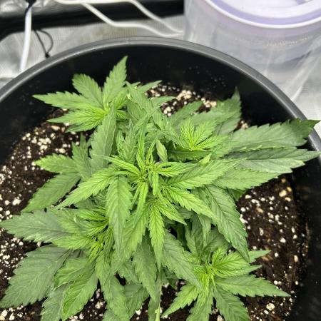 F1 Milky Way (RQS)