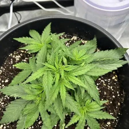 F1 Milky Way (RQS)