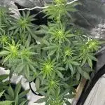 Gorilla Cookies Auto (Fast Buds)