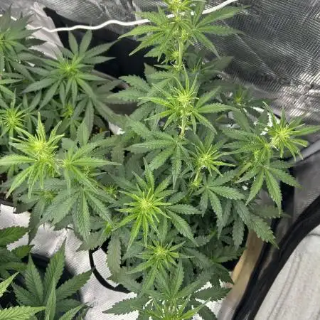 Gorilla Cookies Auto (Fast Buds)