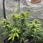 Lemon Cherry Cookies Auto (Fast Buds)