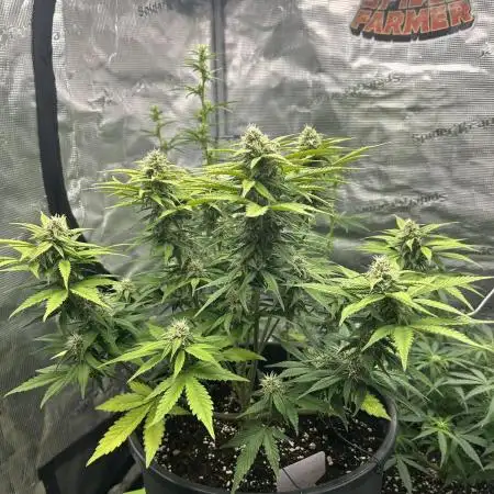Lemon Cherry Cookies Auto (Fast Buds)